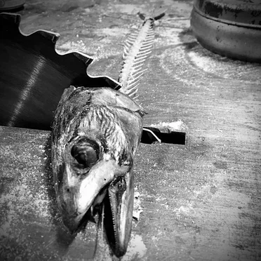 Fishbone Melodies by Trenchcoat - album cover