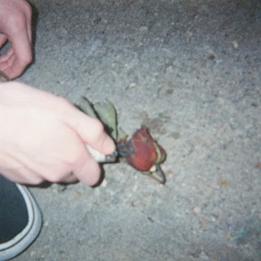 pigeon days by birds fear death - album cover