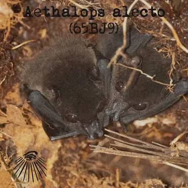Aethalops alecto by Bat Watcher - album cover