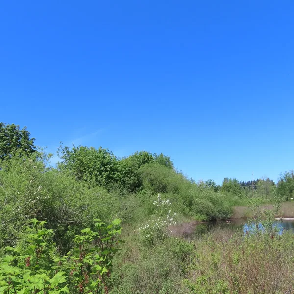 Mill Creek, WA (05-05-2025)