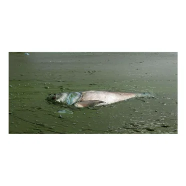 Extinction Process VII
