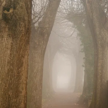 Secret call of the Narval