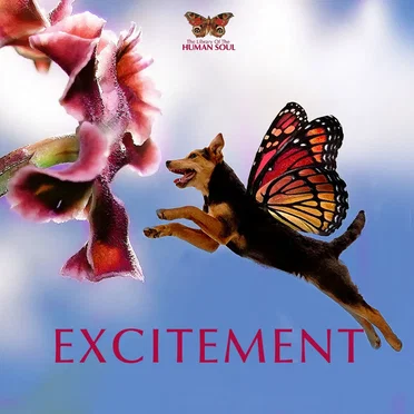 Excitement by The Library of the Human Soul - album cover