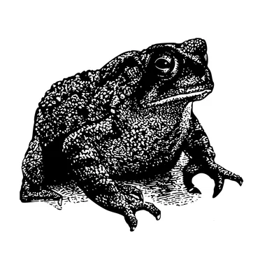 The Toads