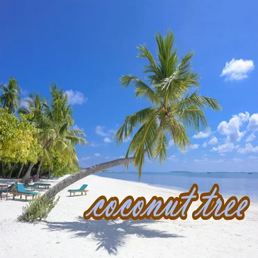 coconut tree