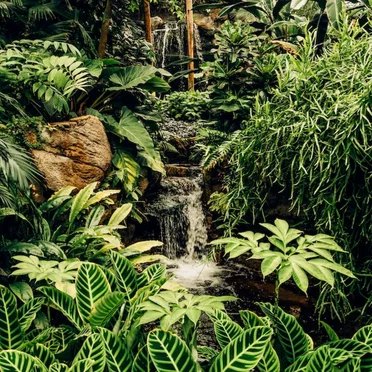 Rainforest