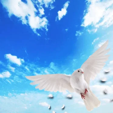 smileing wings by 乙羽ゆか - album cover