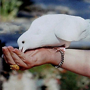 doves