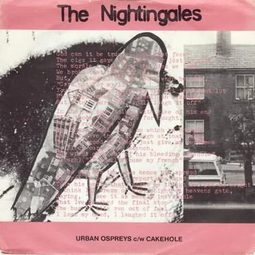Urban Ospreys