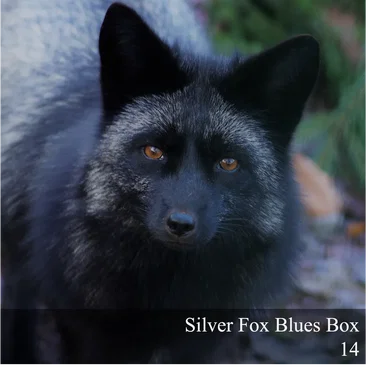 Silver Fox Blues Box 14 by Various Artists - album cover