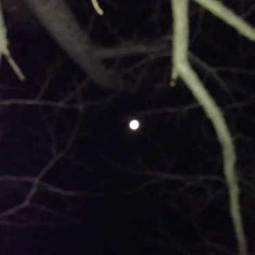月と植物 ( Moon , Plants )