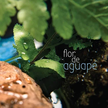 Flor de Aguapé by Leonardo Freitas - album cover