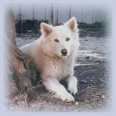 Running With the White Wolf by Bobby BeauSoleil - album cover
