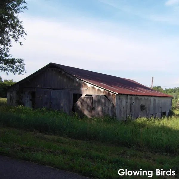 Glowing Birds