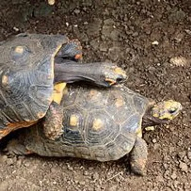 Anatomy of a Turtle