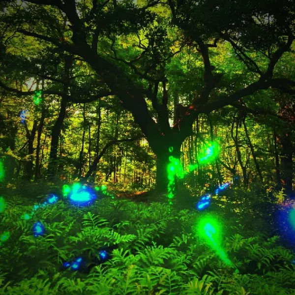 Noland Trail Overture