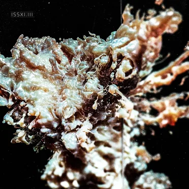 ISSXI.III | EP3 by Various Artists - album cover