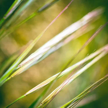 The Grass Bends and Bows