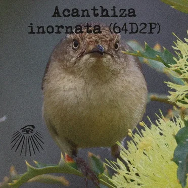 Acanthiza inornata