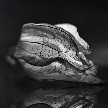 Disappear as If You’re Self-Absorbed, Be a Magnolia Manifestation