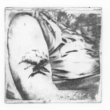 A Collection of Bird Songs