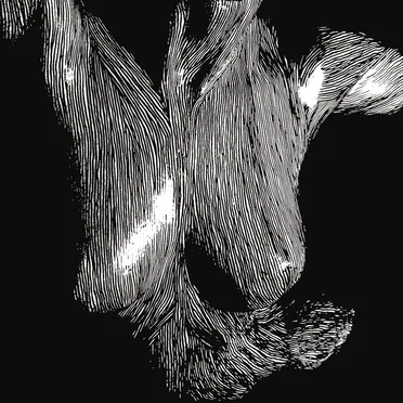 Self Preserved While the Bodies Float Up by Oceansize - album cover