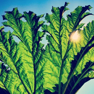 Gunnera by Pfarmers - album cover