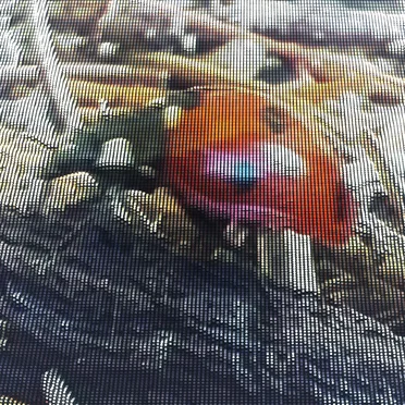 Ladybug November