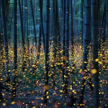 Dance of the Fireflies (original mix)