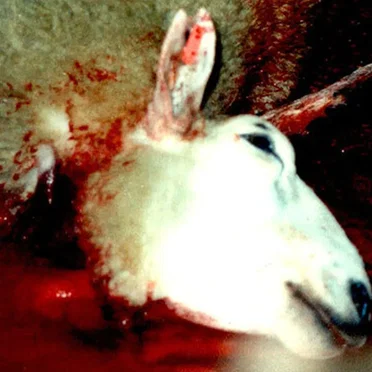 Animal Torture