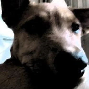 Dogz