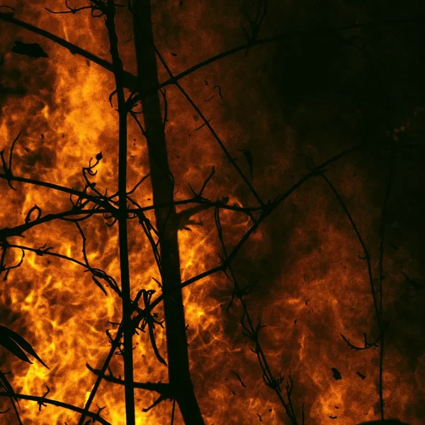 Natural Death (Fire)