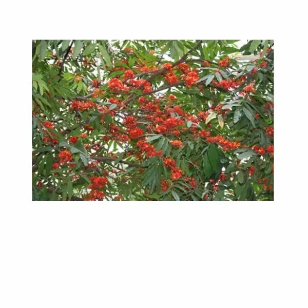 asoca tree ¯\_(ツ)_/¯