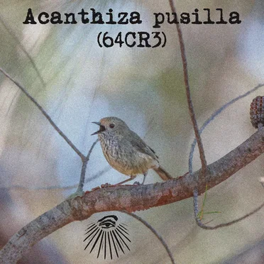 Acanthiza pusilla