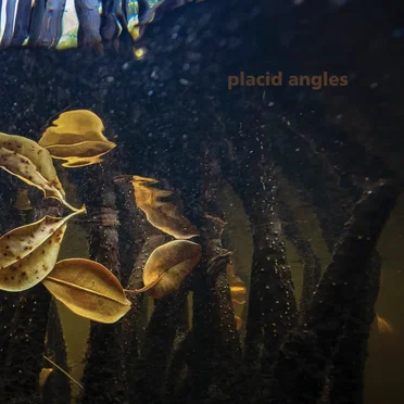 Touch the Earth by Placid Angles - album cover