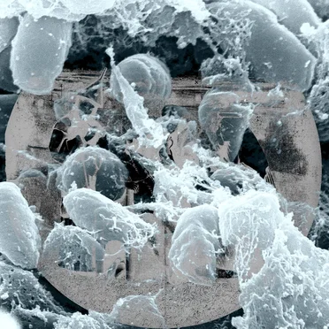 Yersinia Pestis