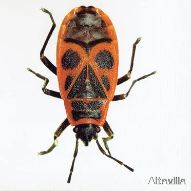 Altavilla