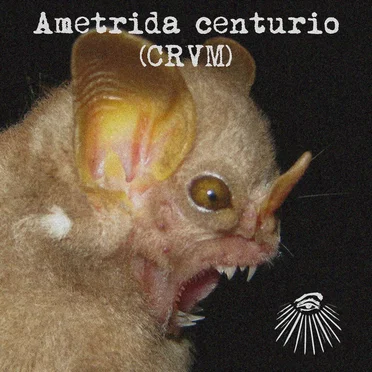 Ametrida centurio