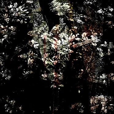 Fleurs Sans Soleil (Live)