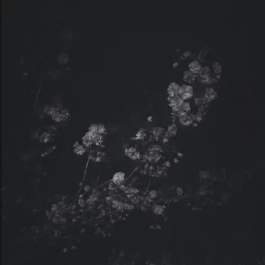 death of the moth by blacklake - album cover