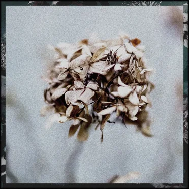 Euphoria of Wilted Flowers