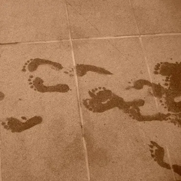 Bark Cat Bark