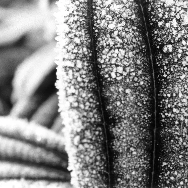 Twilight of Perception 6