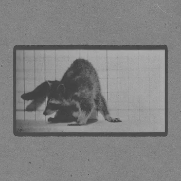 Raccoon Walking and Turning Around