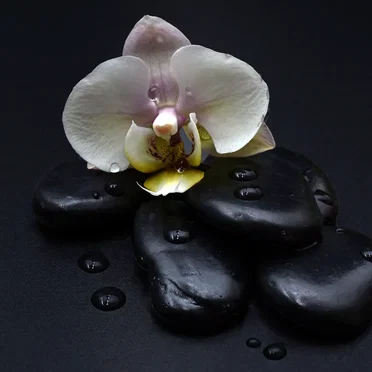 Orchid