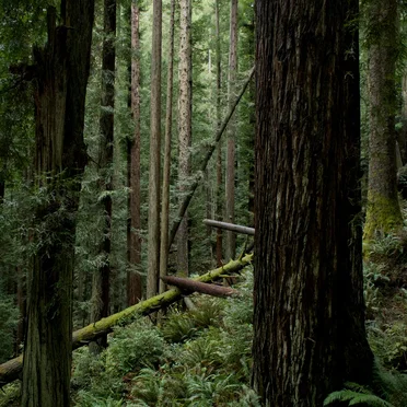 Echoes of the Wood: Branch X