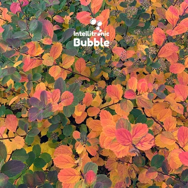 Bubble Flowers तीन by Various Artists - album cover