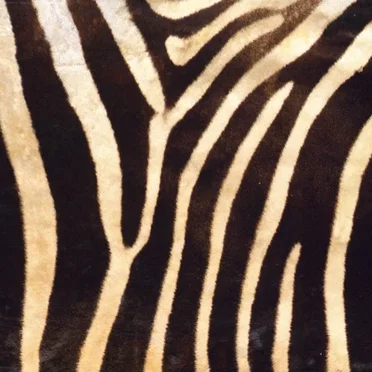 Dancing Zoo by Mongoose - album cover