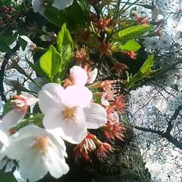 爛漫、雪音、飢餓 ( Full bloom, Snow sound and Huger )