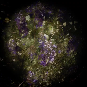 Flowers in the Dark